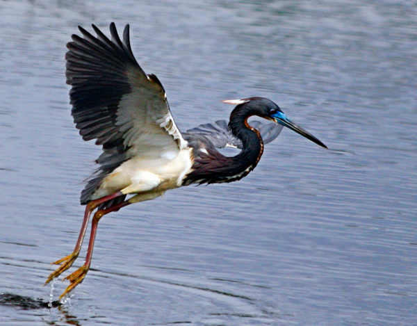 tri-colored heron by Riki Reichman